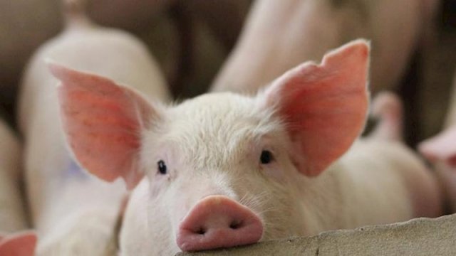 Bu il Azərbaycanın daha 5 rayonunda donuzların kökü kəsilib - SİYAHI