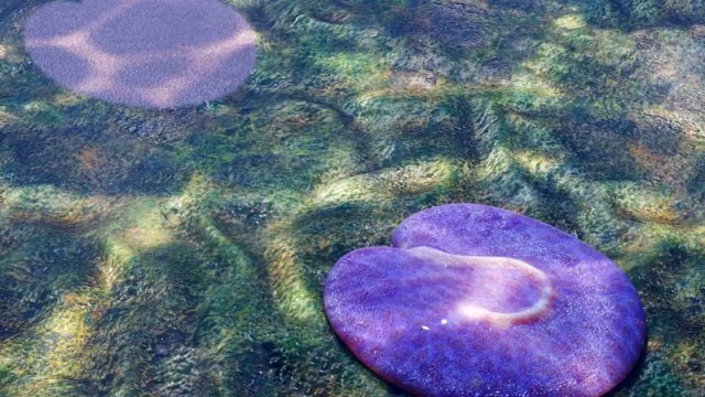 555 milyon illik dəniz orqanizmi kəşf edildi