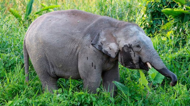 Hindistanda vəhşi filləri izləmək üçün tətbiq yaradılıb - İnsanları xilas edir
