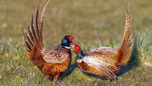 Qırqovullar təhlükəli xəstəliyin yayılmasına kömək edir