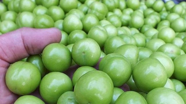 "Alçanın 1 kilosunu 50 manata satırlar" - ŞOK AÇIQLAMA