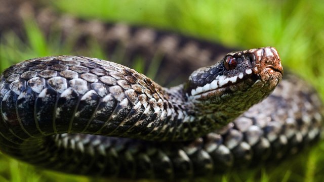 Gürzə ilanlarının zəhəri təkamülün sirrlərini açdı