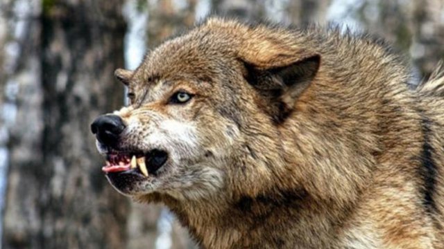 Ağstafada canavarlar kəndə hücum etdi: 40 heyvanı parçaladılar - VİDEO