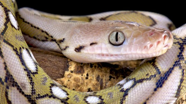 Zərbə sürətli, tutuş amansızdır: Bioloq qaranlıqda ov edən üç ilan növünü açıqladı