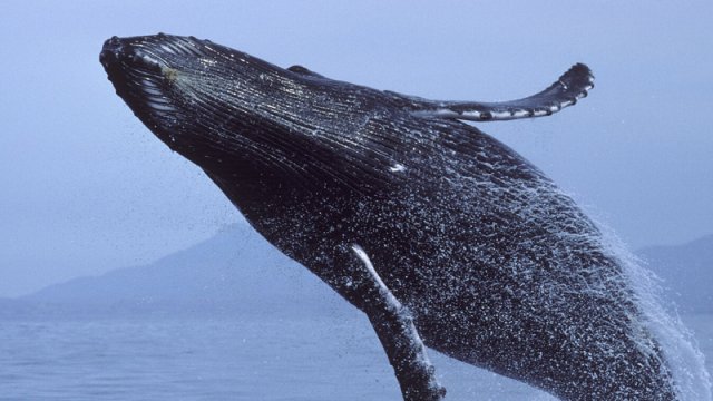 Heyvanların uzunömürlü olmasının sirri açıldı