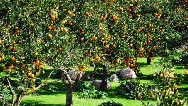 Meyvə ağaclarına qulluq necə olmalıdır?