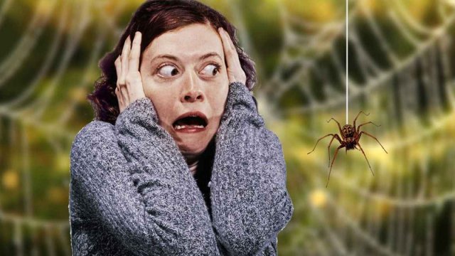 Həşərat qorxusu: Necə xilas olaq?