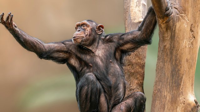 Qeyri-adi insan vərdişi meymunlarda tapıldı