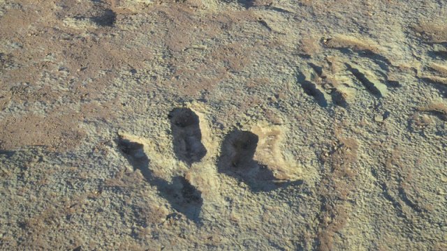 120 milyon il əvvəl yaşamış tirannozavrın əcdadının yerimə tərzi ilk dəfə bərpa edildi