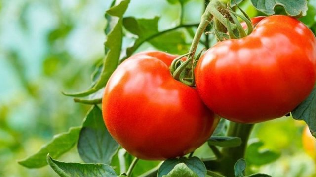 Pomidor hansı vitaminlərlə zəngindir?
