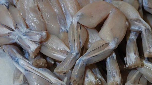 Azərbaycanda qurbağa ətinə təlabat artıb: Sağlamlıq üçün ziyanlıdırmı?