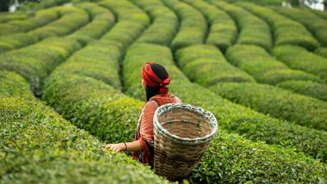 Çayın tərkibində hansı faydalı minerallar var?