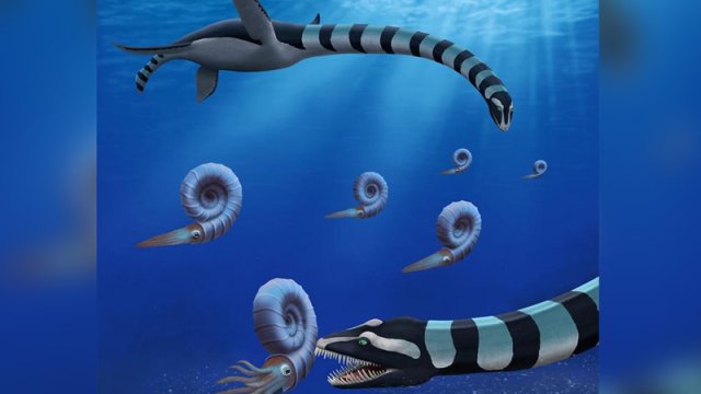 Kanadada dinozavr dövrünə aid dəniz canavarı tapıldı