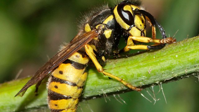 Yapon eşşəkarılarının mədələrində 324 növ heyvanın qalıqları tapıldı