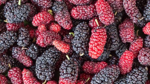 Uşaqlar tut yeməməlidir?