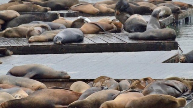 Xəzər dənizində suitilərin kütləvi ölümünə səbəb nədir? - VİDEO