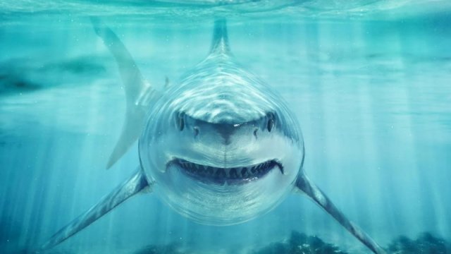 Niyə ağ köpəkbalığı akvariumlarda saxlanmır? - Səbəb onların ölçüsü deyil