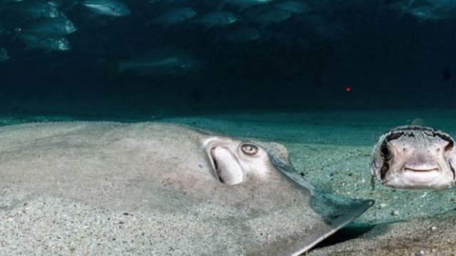 BMT: Dünya okeanı dərin böhran içindədir