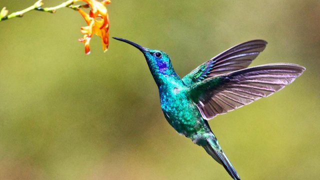 Kolibrilər və geriyə uçma qabiliyyəti: Aviasiya üçün yeni ilham mənbəyi ola bilərmi?
