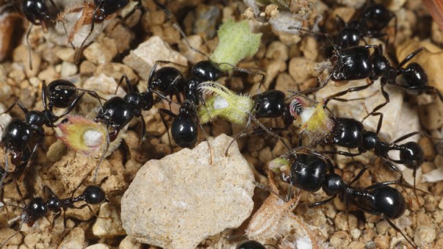 Qarışqa istilası Britaniya təbiətini təhdid edir