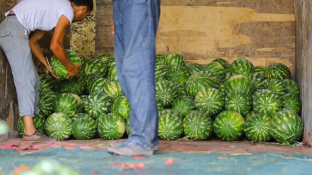 Qarpız zəhərlənməsinə səbəb nədir?