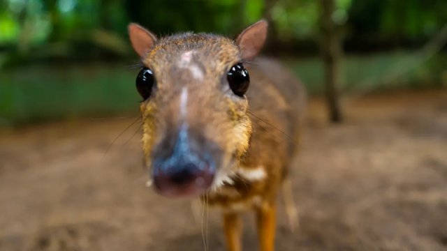 Quru yerlərdə 30 santimetrə qədər: Yerdəki ən kiçik dırnaqlı məməli hansıdır?