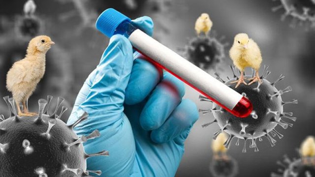 Azərbaycanda quş qripi aşkarlanıb? - RƏSMİ