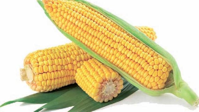 Qarğıdalı bu problemlərə SƏBƏB OLUR