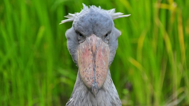Qəribə görünüşlü quş: Hamı onun mövcudluğuna inanmır - Bəs onu nə xüsusi edir?
