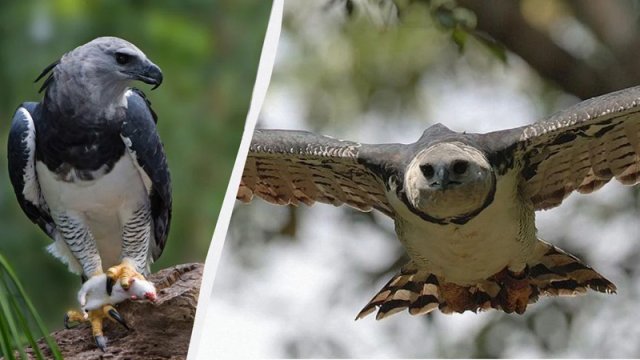 Dünyanın ən güclü quşu budaqlardan meymun qopara bilir - VİDEO