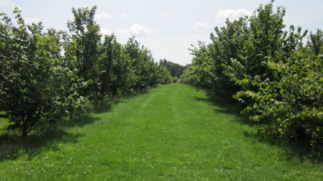 Fındıq mafiyası iş başında - Bağları məhv edən qiymət təklif edirlər
