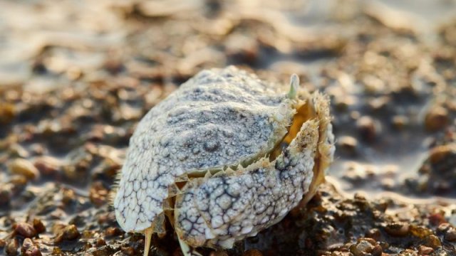 Niyə qutu xərçəngi dünyanın ən sadiq "əri" sayılır?