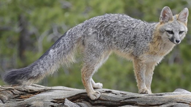 İnanılmaz eşitmə qabiliyyəti və nəhəng quyruq - Boz tülkü haqqında nə məlumdur?