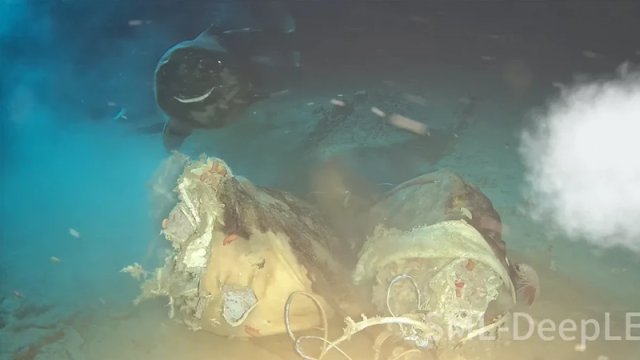 Okeana bir inək leşi atdılar, nəticə hamını heyrətləndirdi