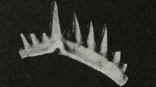 Bu kiçik canlının milyon illər əvvəl yaşamış ən iti dişləri olub