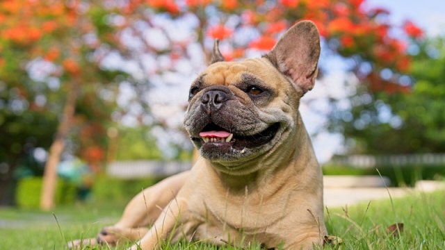 Alimlər itlərin insanlar haqqında nə düşündüyünü araşdırdı