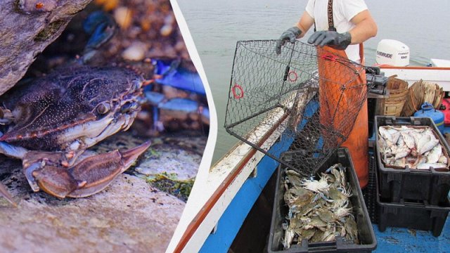 Mavi yengəc Qara dənizi "işğal edir": Ekolqlar təhlükənin mahiyyətini izah etdi