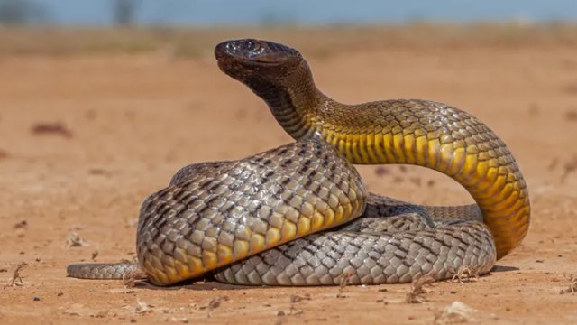 Ölçüsü 2 metrdən çox, çəkisi 2 kq-dan az: Dünyanın ən zəhərli ilanı