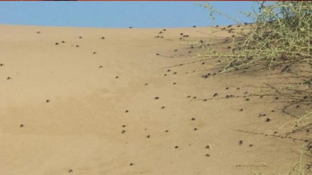 Alimlər Yerdəki ən qədim səhrada böcəklərlə bağlı paradoksal kəşf etdi