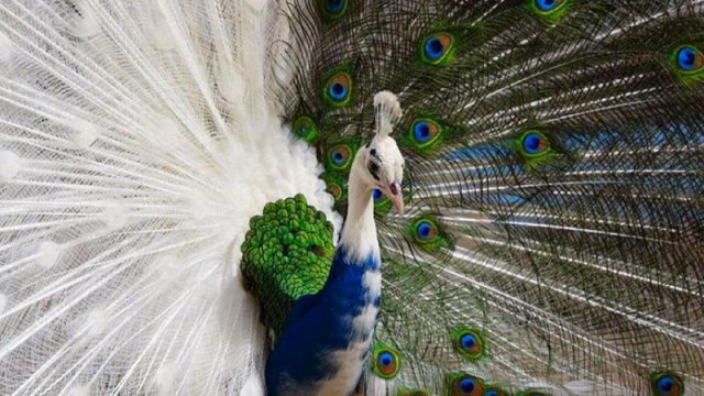 Tovuz quşu lələkləri lazer şüası yaya bilər