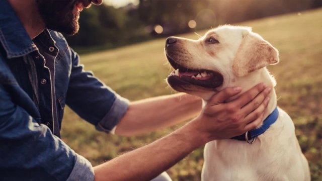 İtlər Parkinson xəstəliyinin "qoxusunu" aşkarlaya bilir