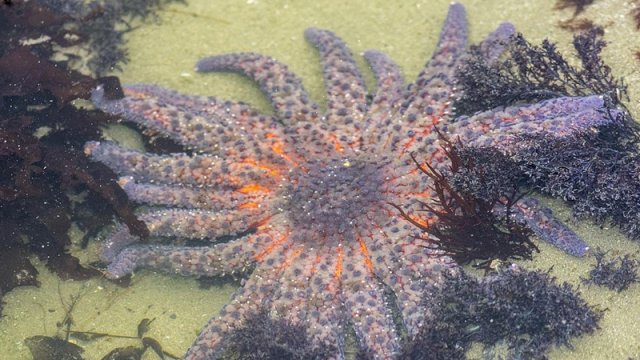 Dəniz ulduzlarının məhv olmasının sirri aşkarlandı: Gizli qatil bakteriya