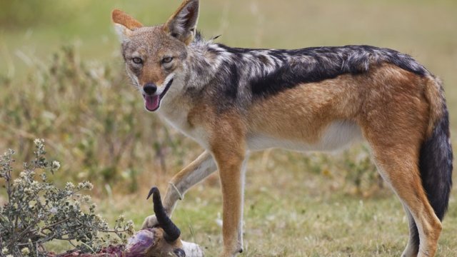 Cəlilabadda çaqqal kənd sakinlərinə hücum etdi: Xəsarət alanlar var