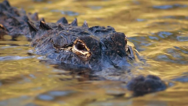 Nəhəng timsahlar pis üzmə bacarığını "sörfinqlə" əvəz edir - Tədqiqat