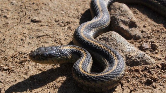 Azərbaycanda birinci yarımildə neçə nəfəri ilan sancıb?