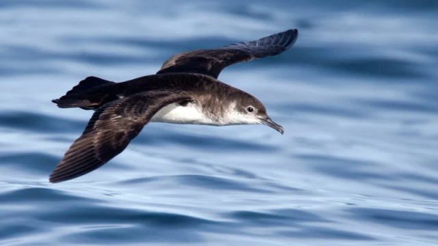 Çimərliksevərlərin kefini pozacaq araşdırma: Dəniz quşlarına diqqət edin!