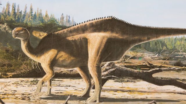 Alimlər kürəyində qeyri-adi "yelkən" olan yeni dinozavr növləri kəşf etdi