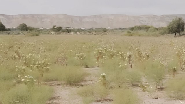 Keçmiş bələdiyyə sədri örüş sahələrini satıb - VİDEO