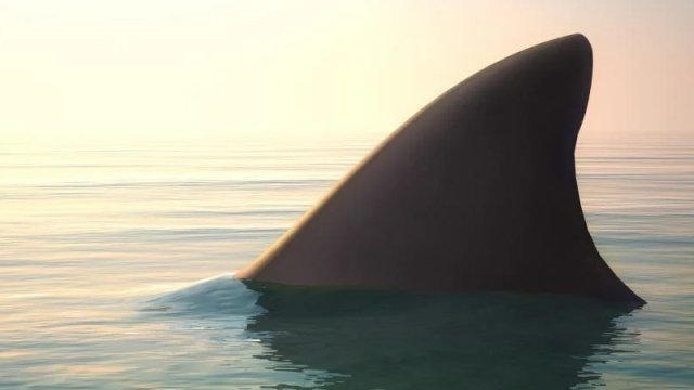 Onilliklər ərzində nəsli kəsilmış hesab edilən nadir köpəkbalığı növü ilk dəfə sənədləşdirildi