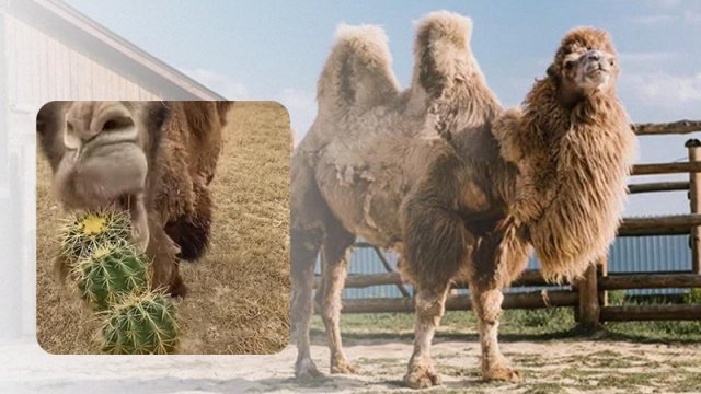 Dəvələr zədələnmədən tikanlı kaktusları necə yeyir?